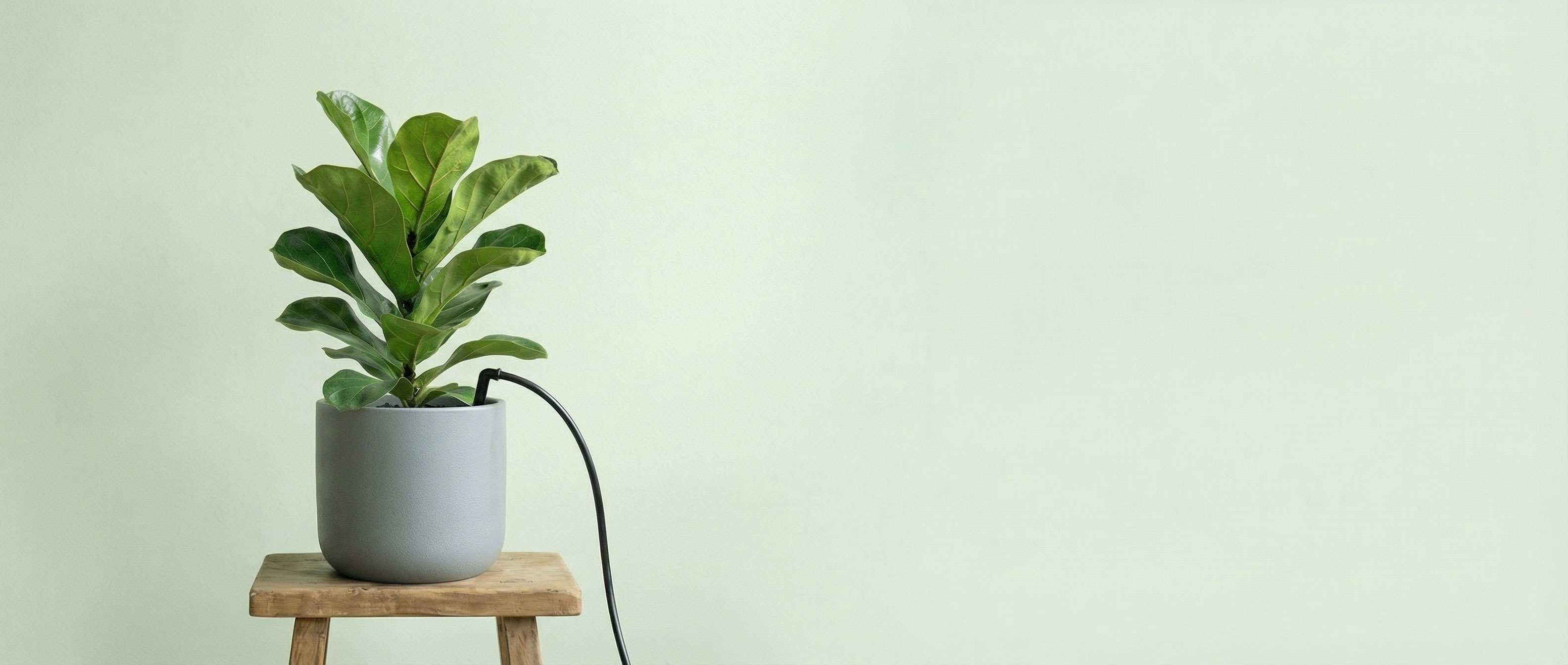 Plant Decoration