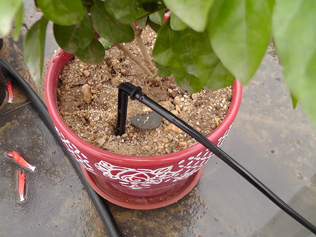 airdew watering stake